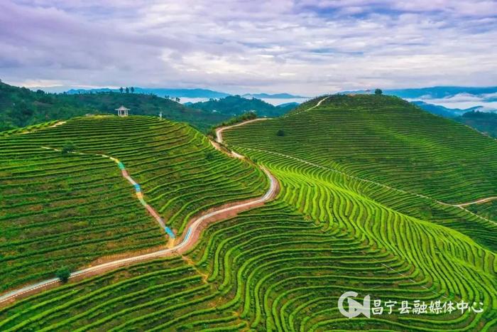 昌宁：人才赋能 小茶叶蝶变大产业