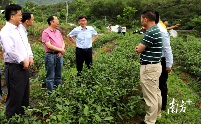 “联姻”浙大茶叶研究所，连南熟瑶茶新添科技“范”